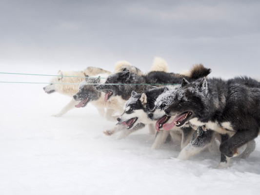 With Greenland Dogs and Dog Sledding
