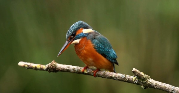 Wild Birds on the Rhine