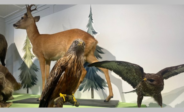 Wild.Wald.Wir - Sonderausstellung