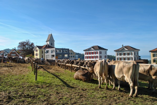 Wolfhalden/Lutzenberg Viehschau
