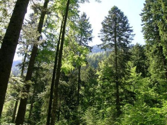 The Mysteries of the Forest Network