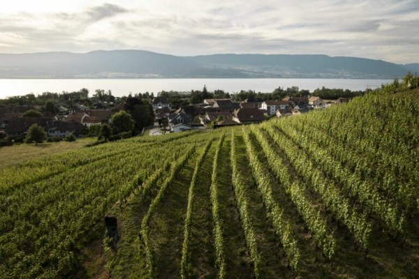Grape harvest festival