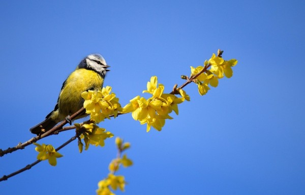 Phenology: Nature Observation Throughout the Year
