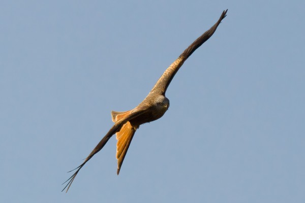 Observación de aves migratorias en Gurnigel
