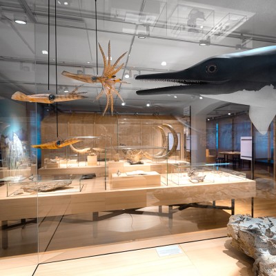 Spécial vacances au Musée d'histoire naturelle