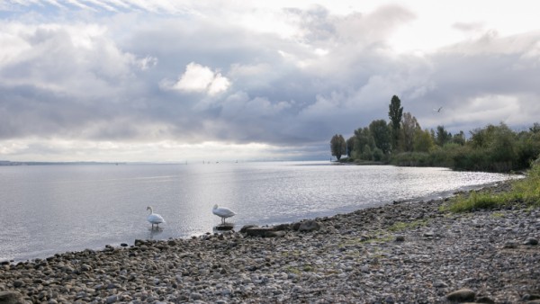Kreuzlingen searches for the most beautiful pebble – Family Sunday