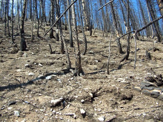The Loèche Forest Fire: A Chance for Nature