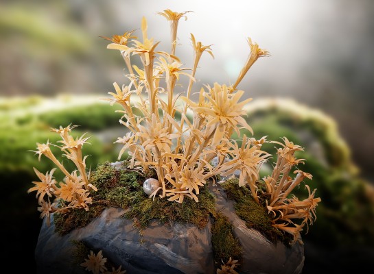 Edelweiss schnitzen