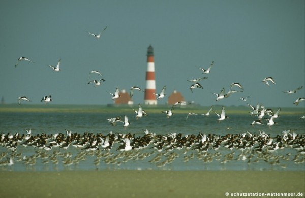 Birds and Landscapes at the Wadden Sea Nordfriesland