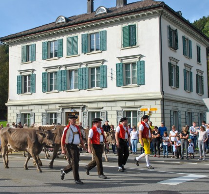 Bühler Viehschau