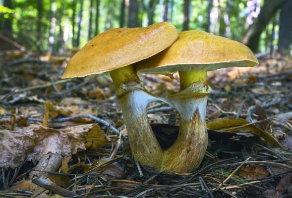 Les champignons du genre Boletus en Bohême du Sud