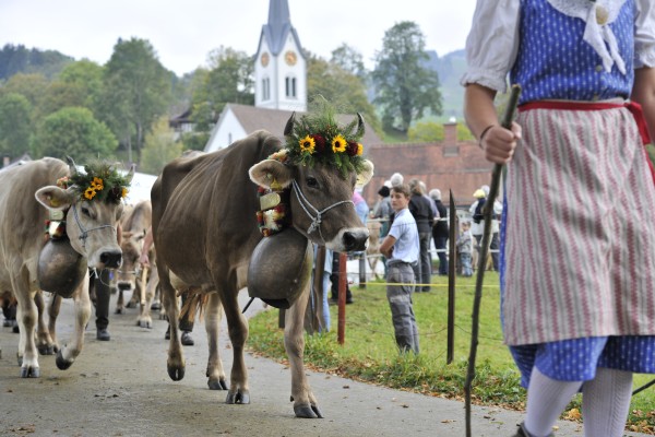Cattle Show Nesslau