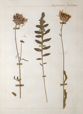 El herbario de Jean-Jacques Rousseau