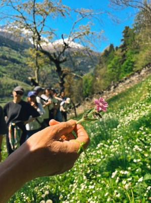 Yoga & Wild Herbs in Valposchiavo