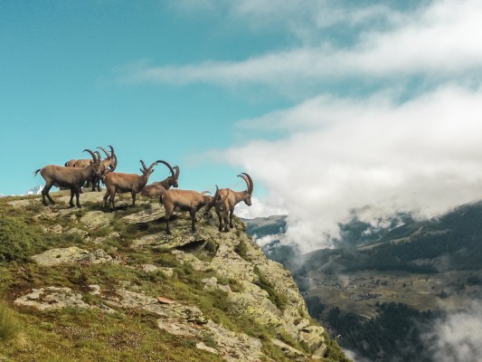Wildlife Observation