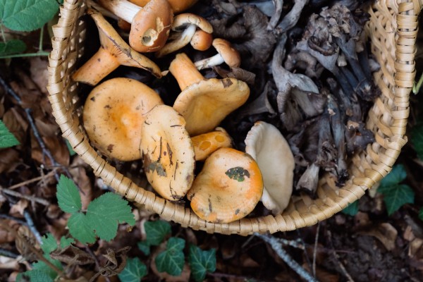 Mushrooms, from the forest to the plate