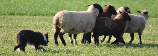 Sheepdog Trial at Bettmersee