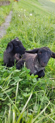 Bauernland Bochs West: Farm Tours and Culinary Delights