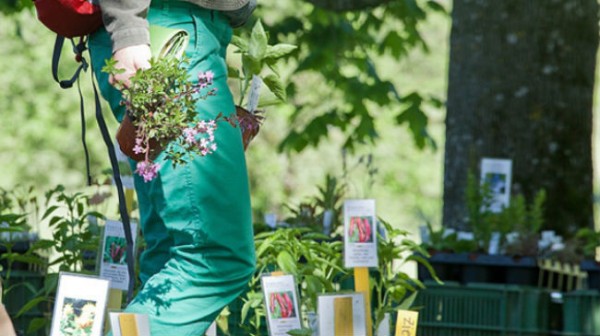 10th Sapling Market for Native Flowers and Plants in Weggis