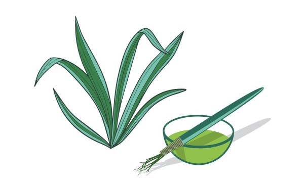 Vegetal Paintings