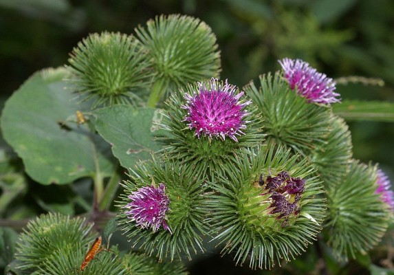 Mimêsis - Nature at the Origin of Innovation