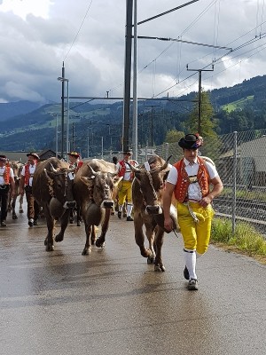 Viehschau Wattwil