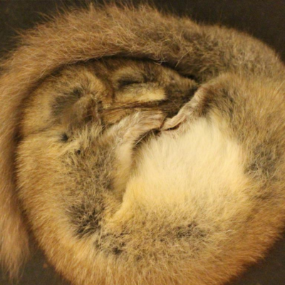Hibernation Themed Tour