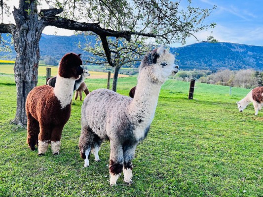 Dégustation de grillades sur la pâture d'alpacas