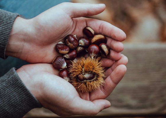 32nd Chestnut Festival