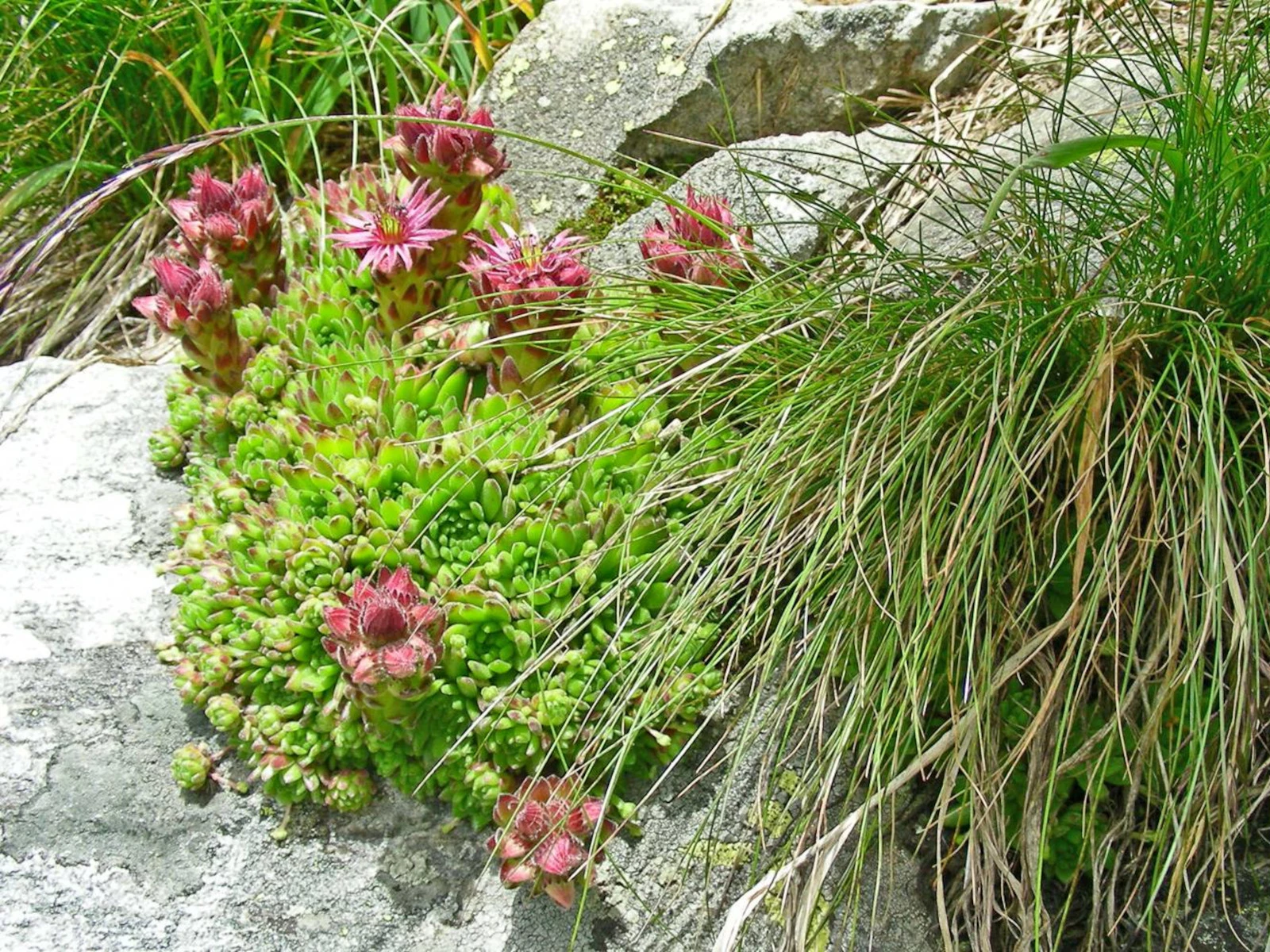 Botanical Hike in Lumnezia