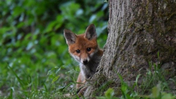 Evening Lecture «Encounters with the Fox»