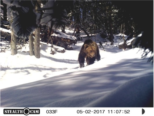 Lecture - Bears in Switzerland