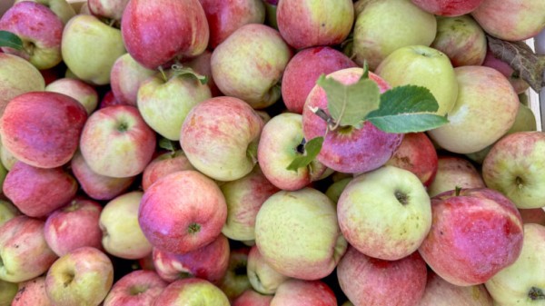 Ramène ta pomme!