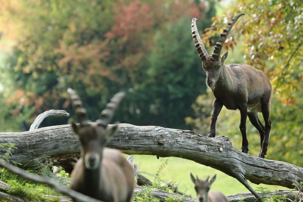 With the Zookeeper to the Ibex