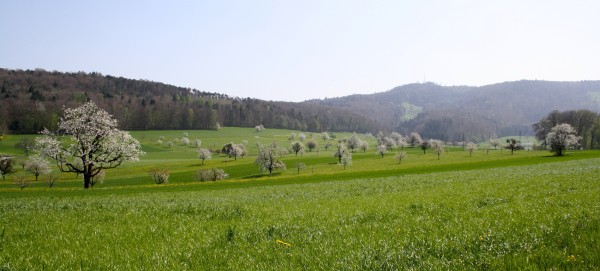 36. Lupsinger Lauf