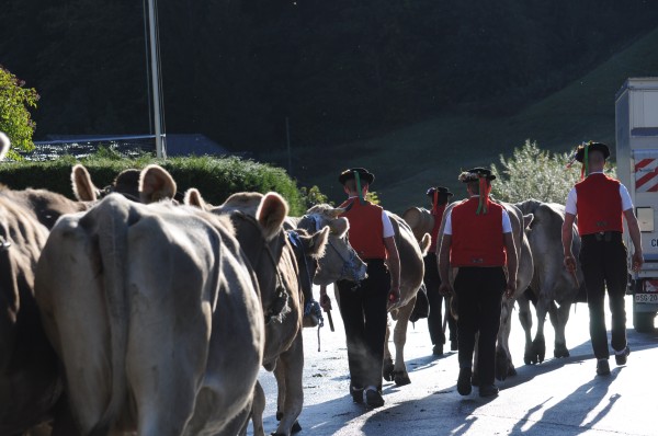 Cattle Show Alt St. Johann