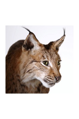 Vernissage: Nuevos Tesoros Naturales en el «Wild Baselbiet»