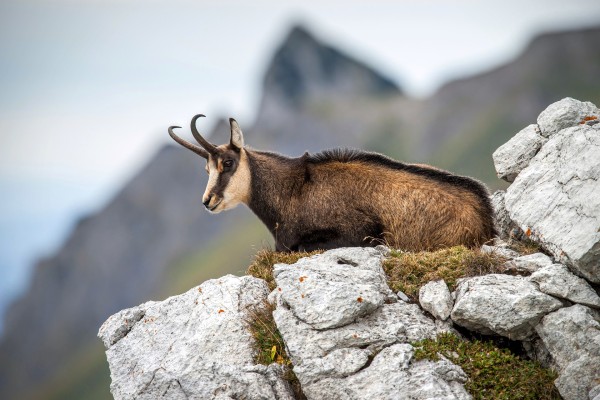 Paseo guiado 'En busca del Dahu'