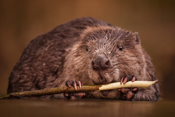 Beaver Lecture: Biber