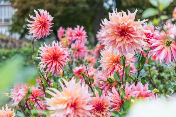 Sale of Dahlia Tubers