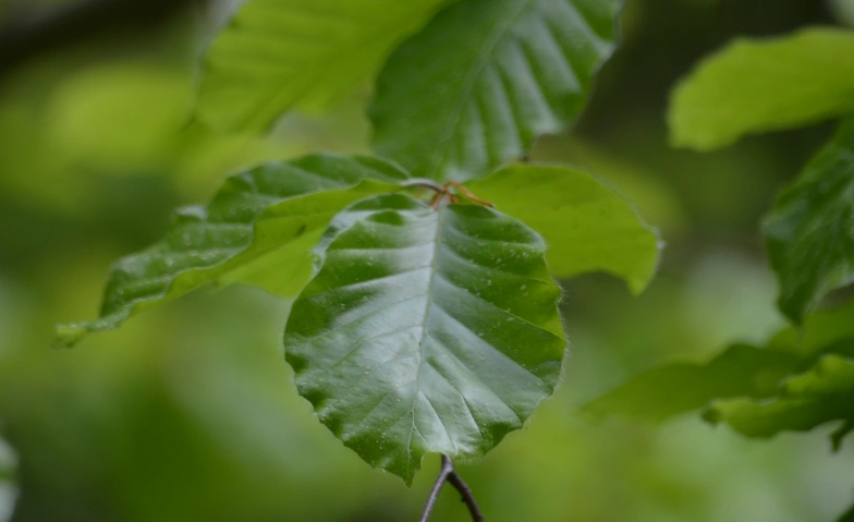Atelier de week-end Shinrin Yoku BASIQUE - Glück im Wald