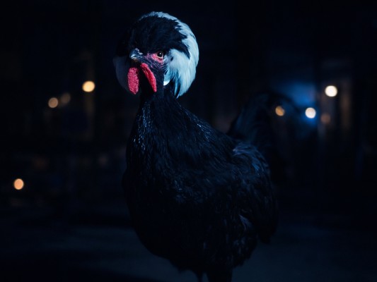 Night at the Chicken Coop – an Experience at the Natural History Museum