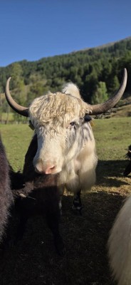 Giodimaint - A Culinary Evening Around the Yak