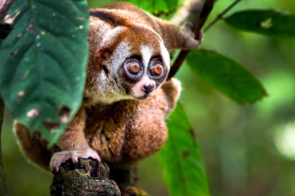 Borneo - Explora Live Show