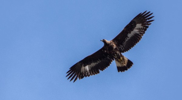 Vögel im Alpenraum – Naturführungen