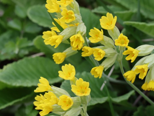 Outing to Discover Edible Plants