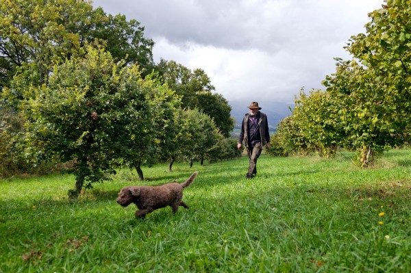 Suchy & Truffe - Une promenade au cœur d'une ferme de truffes