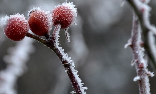 Gartenpause