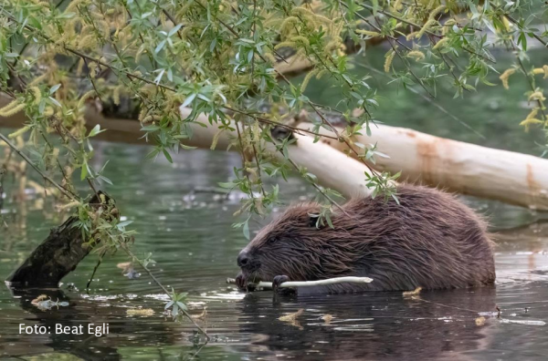 The Beaver at Lake Hallwil
