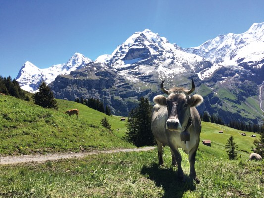 Cow Trails: Agricultura alpina y delicias
